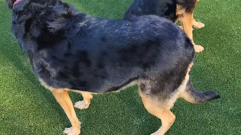 Eisenhower Dog Park - Westbury,