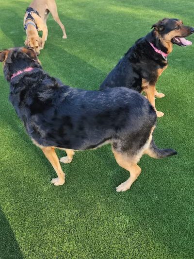 Eisenhower Dog Park - Westbury,