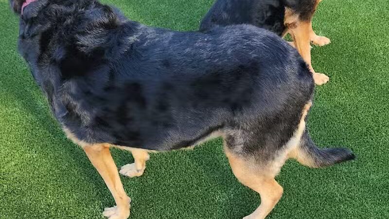 Eisenhower Dog Park - Westbury,