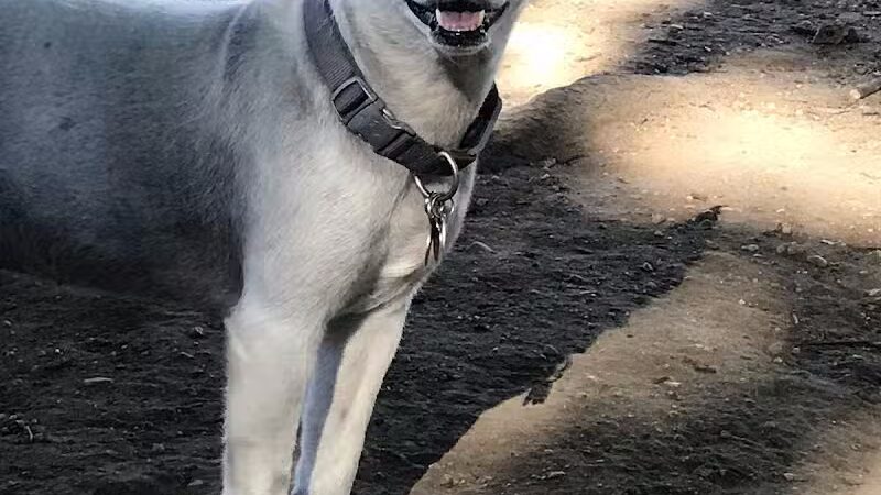 Eisenhower Dog Park - Westbury,