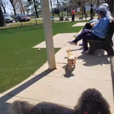 Eisenhower Dog Park - Westbury,