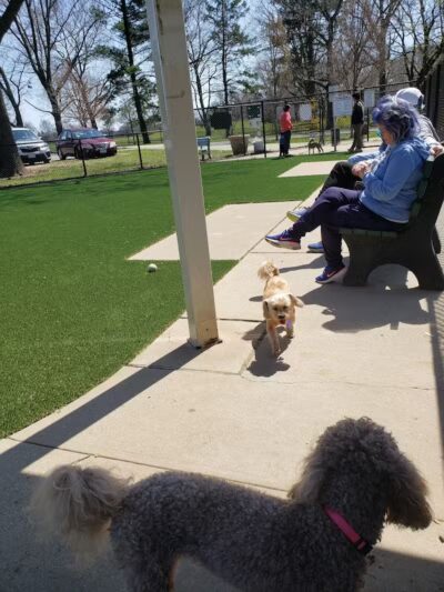 Eisenhower Dog Park - Westbury,