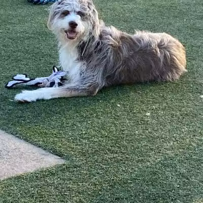 Eisenhower Dog Park - Westbury,