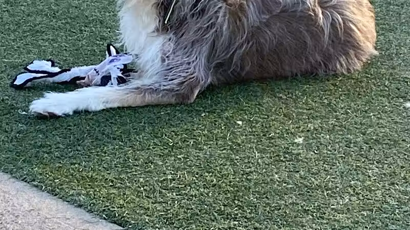 Eisenhower Dog Park - Westbury,