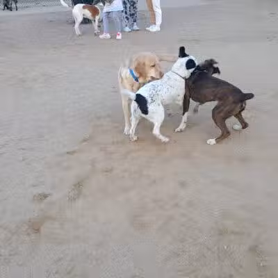 Eisenhower Dog Park - Westbury,