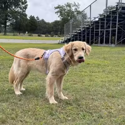 Eisenhower Dog Park - Westbury,