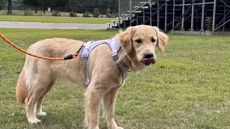 Eisenhower Dog Park - Westbury,