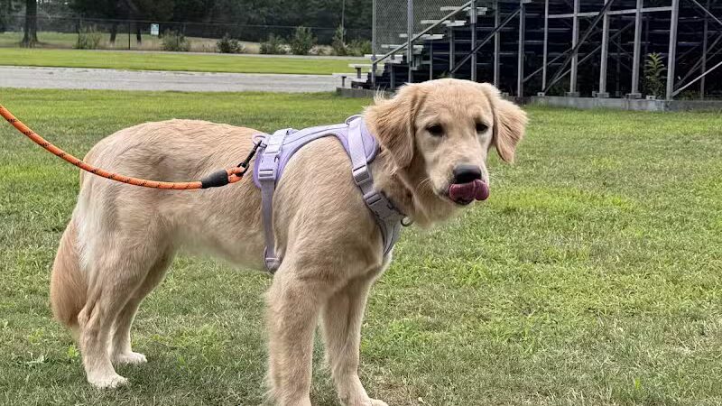 Eisenhower Dog Park - Westbury,