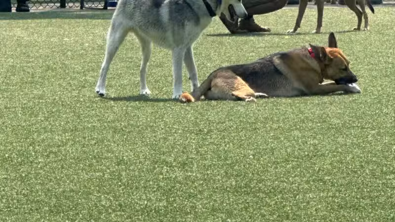 Eisenhower Dog Park - Westbury, NY