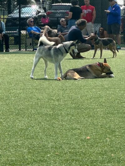 Eisenhower Dog Park - Westbury, NY