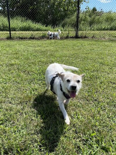 Westerly Dog Park - Westerly, RI