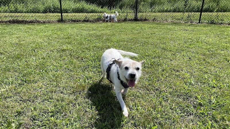 Westerly Dog Park - Westerly, RI