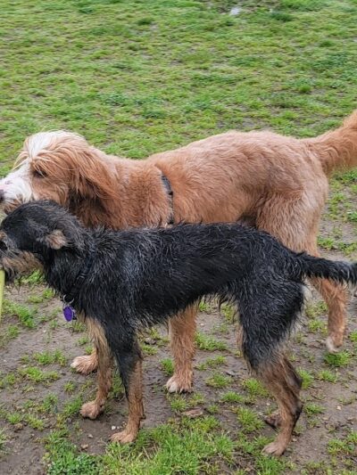 Westerly Dog Park - Westerly, RI