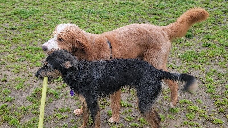 Westerly Dog Park - Westerly, RI