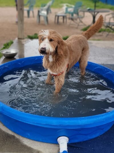 Westerly Dog Park - Westerly, RI