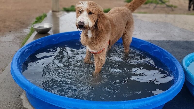 Westerly Dog Park - Westerly, RI