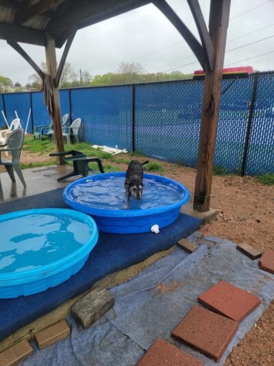 Westerly Dog Park - Westerly, RI