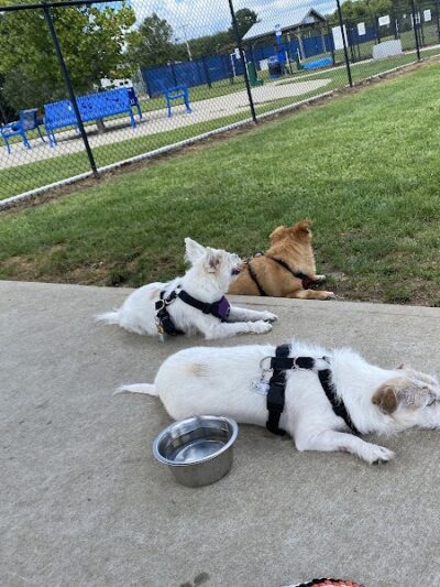 Westerly Dog Park - Westerly, RI