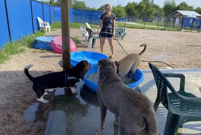 Westerly Dog Park - Westerly, RI