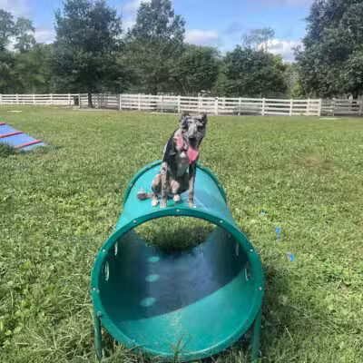 Brooksedge Park Bark Park - Westerville, OH