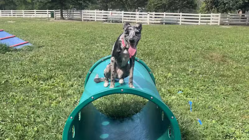 Brooksedge Park Bark Park - Westerville, OH
