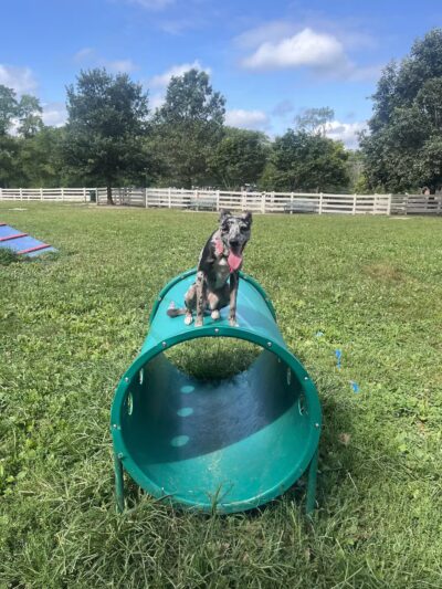 Brooksedge Park Bark Park - Westerville, OH