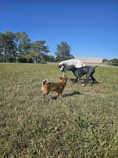 Brooksedge Park Bark Park - Westerville, OH