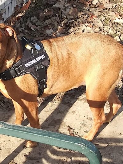 Brooksedge Park Bark Park - Westerville, OH