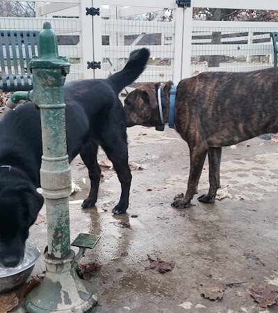 Brooksedge Park Bark Park - Westerville, OH