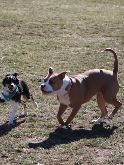 Brooksedge Park Bark Park - Westerville, OH