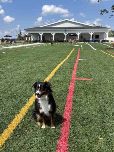 Crate Escapes Dog Park + Bar - Westfield, IN