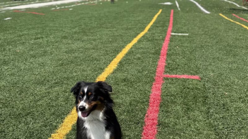 Crate Escapes Dog Park + Bar - Westfield, IN