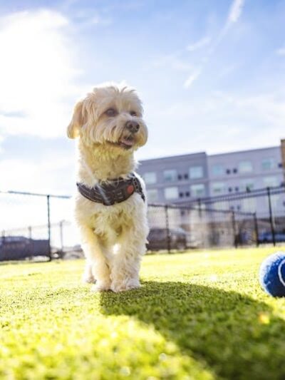 Crate Escapes Dog Park + Bar - Westfield, IN