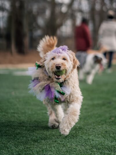 Crate Escapes Dog Park + Bar - Westfield, IN