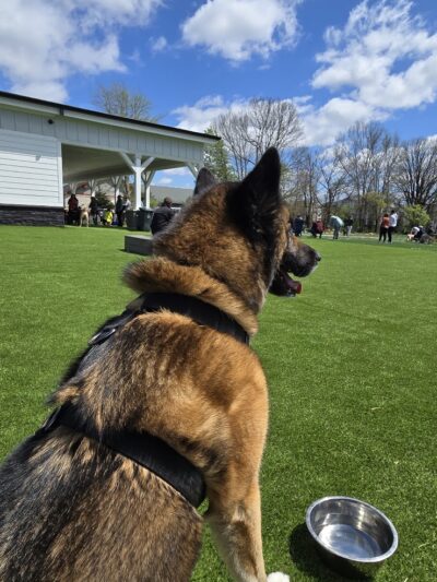 Crate Escapes Dog Park + Bar - Westfield, IN