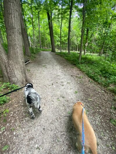 Crate Escapes Dog Park + Bar - Westfield, IN