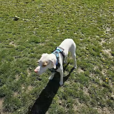 Old Hines Park Dog Park - Westland, MI