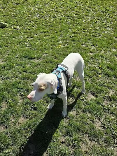 Old Hines Park Dog Park - Westland, MI