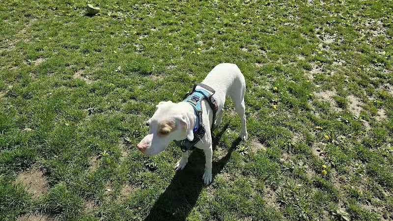 Old Hines Park Dog Park - Westland, MI