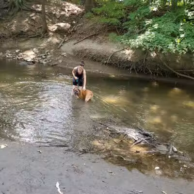 Old Hines Park Dog Park - Westland, MI