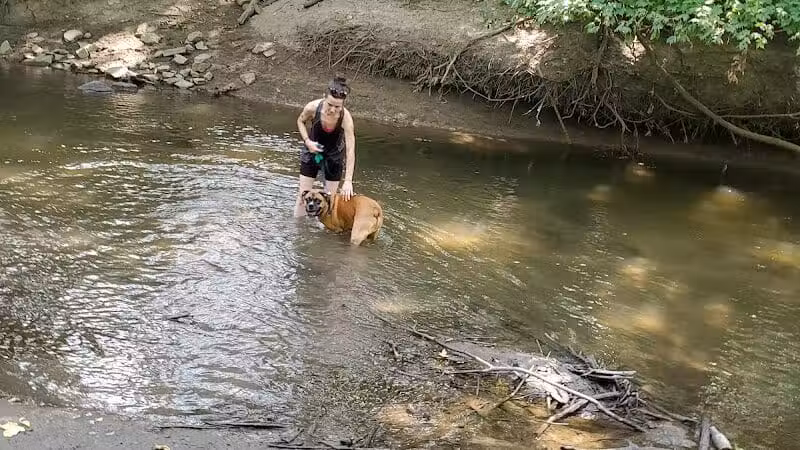 Old Hines Park Dog Park - Westland, MI
