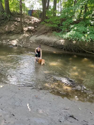 Old Hines Park Dog Park - Westland, MI