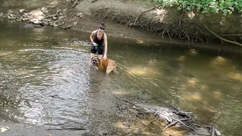 Old Hines Park Dog Park - Westland, MI