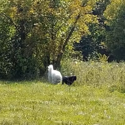 Old Hines Park Dog Park - Westland, MI