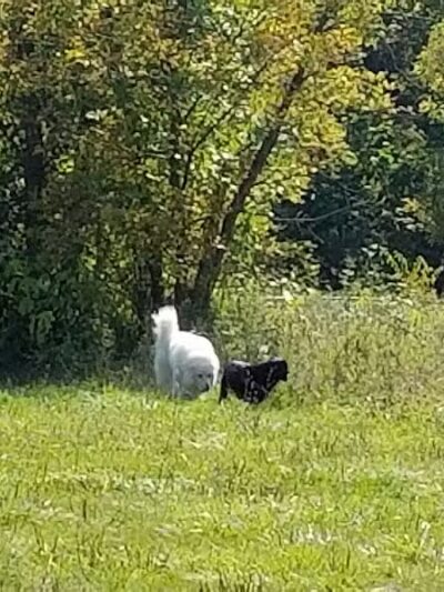 Old Hines Park Dog Park - Westland, MI