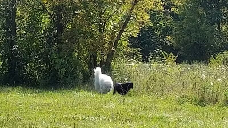 Old Hines Park Dog Park - Westland, MI