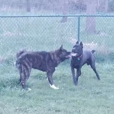 Old Hines Park Dog Park - Westland, MI