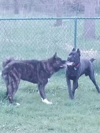 Old Hines Park Dog Park - Westland, MI