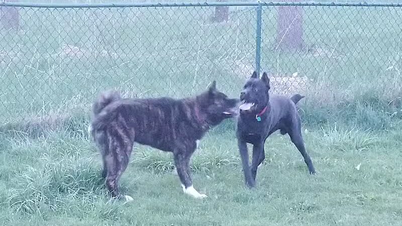 Old Hines Park Dog Park - Westland, MI