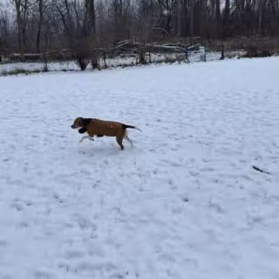 Old Hines Park Dog Park - Westland, MI